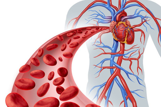 Lưu thông máu kém dẫn đến các bệnh về tim mạch